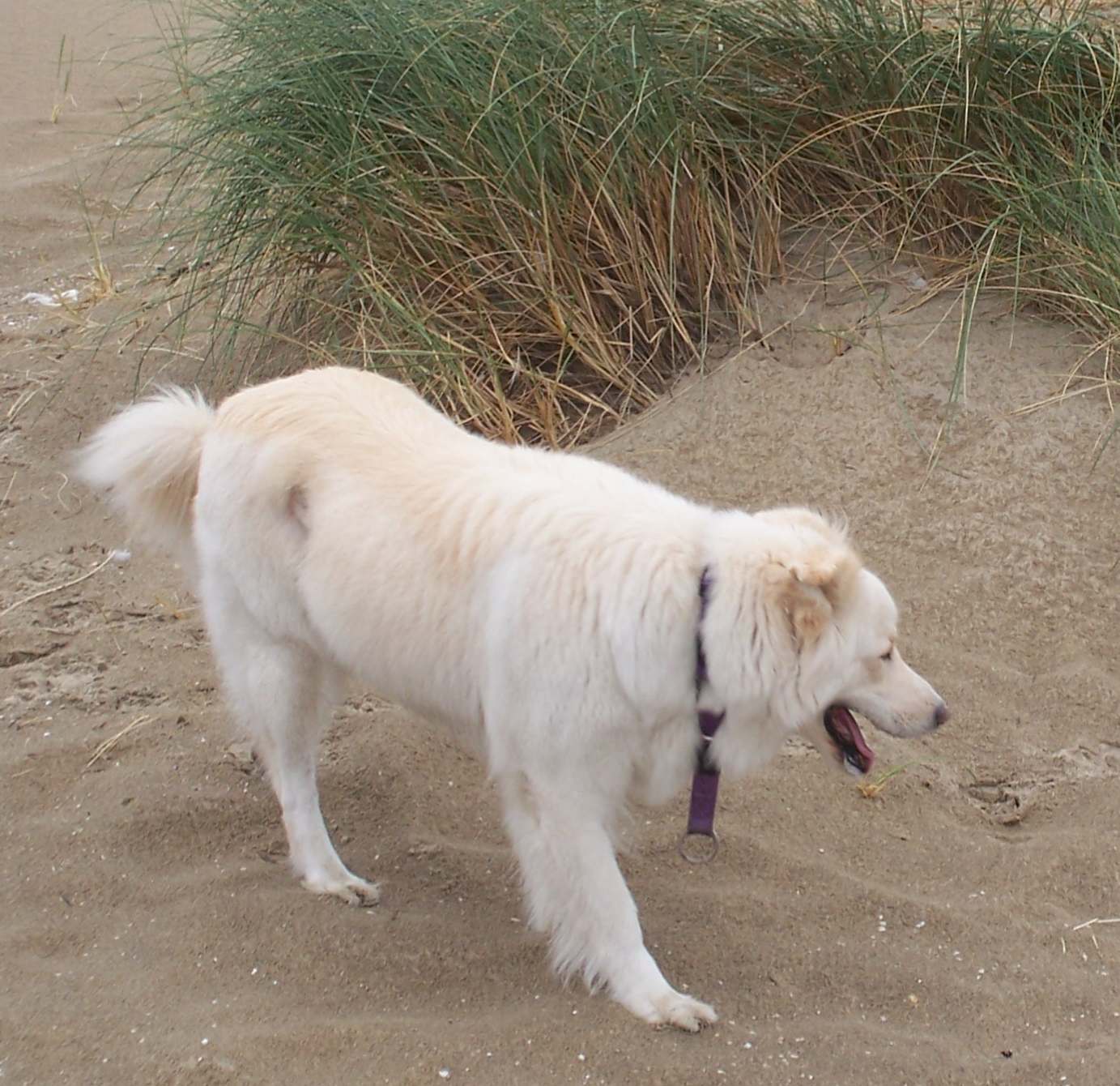 Indy in den Dünen